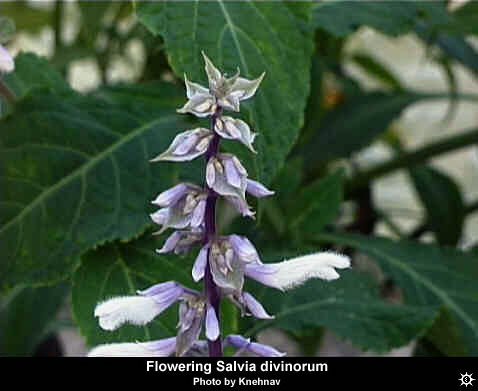 Salvia Divinorum Effects